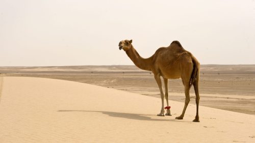 camelx website images - 8